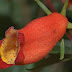 Gloxinia sylvatica