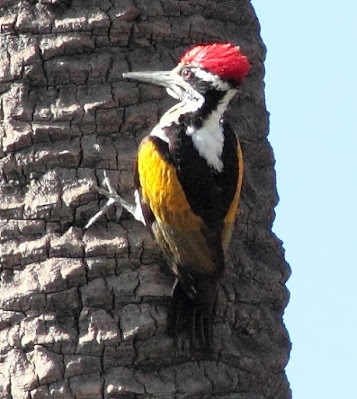 "White-naped Woodpecker, on a date palm tree Mt Abu."