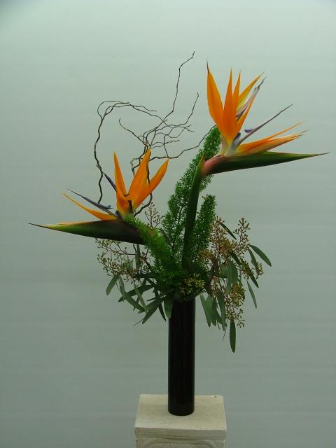 Birds Of Paradise Arrangements