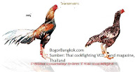 Ayam Jago Bangkok dan Ayam Betina