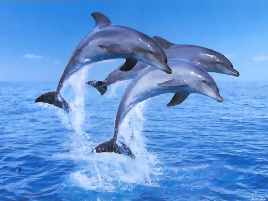 Dolphin love free wallpaper