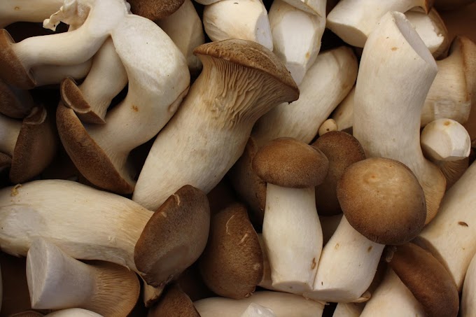 Mushrooms for Strengthen Bones | Organic mushrooms | Biobritte mushrooms