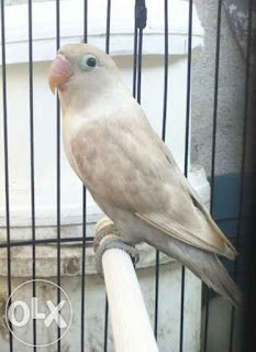 Lovebird Mocca Betina - Aneka Jenis Burung Lovebird