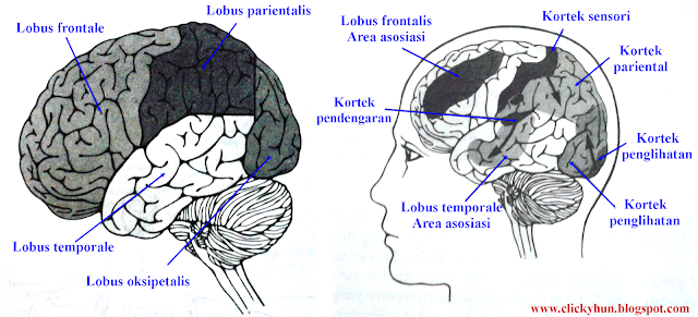 Bagian-bagian otak dan fungsinya sebagai sistem saraf pusat terlengkap