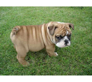 English Bulldog Puppy Training Basics