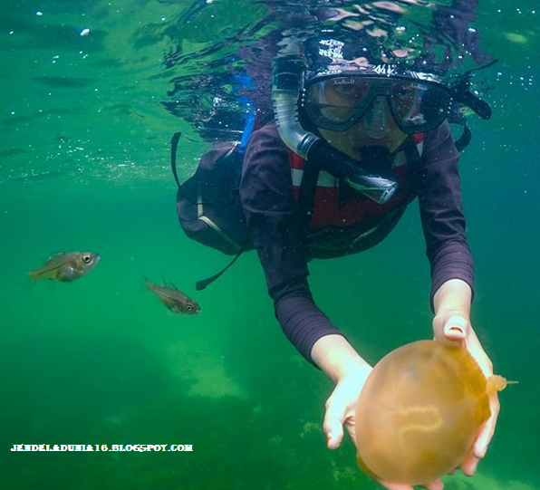 [http://FindWisata.blogspot.com] Mengeksplor Pesona Danau Kakaban, Danau Ubur-Ubur Kepulauan Derawan Kalimantan Timur