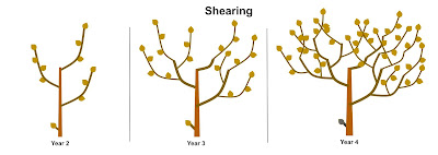 Shearing Fruit Trees