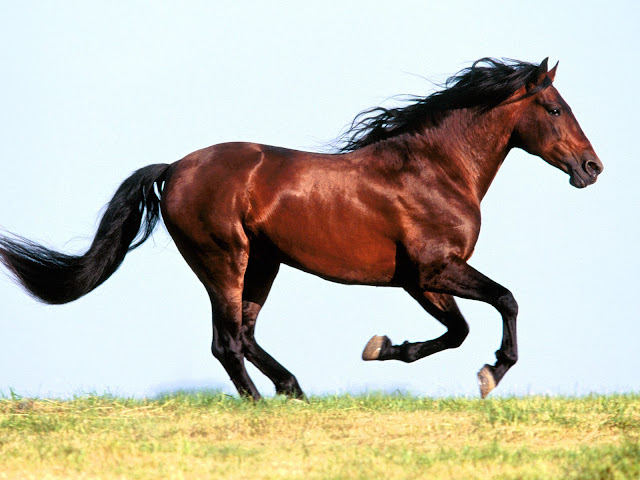 Lovely  Running Horse Wallpaper