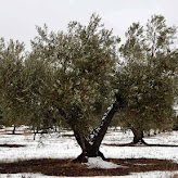 What are the diseases of the olive tree With pictures