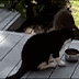 raccoon stealing food
