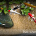 KOI FISH LIVE WALLPAPER ANDROID FULL VERSION