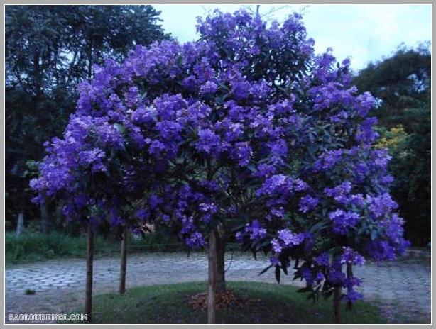 Fotos De Arvores Com Flores Roxas - Caroba Uma exuberância de flores Apremavi