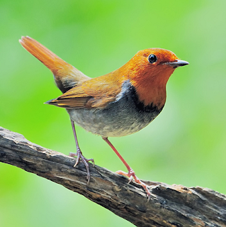 Suara burung komadori atau robin jepang