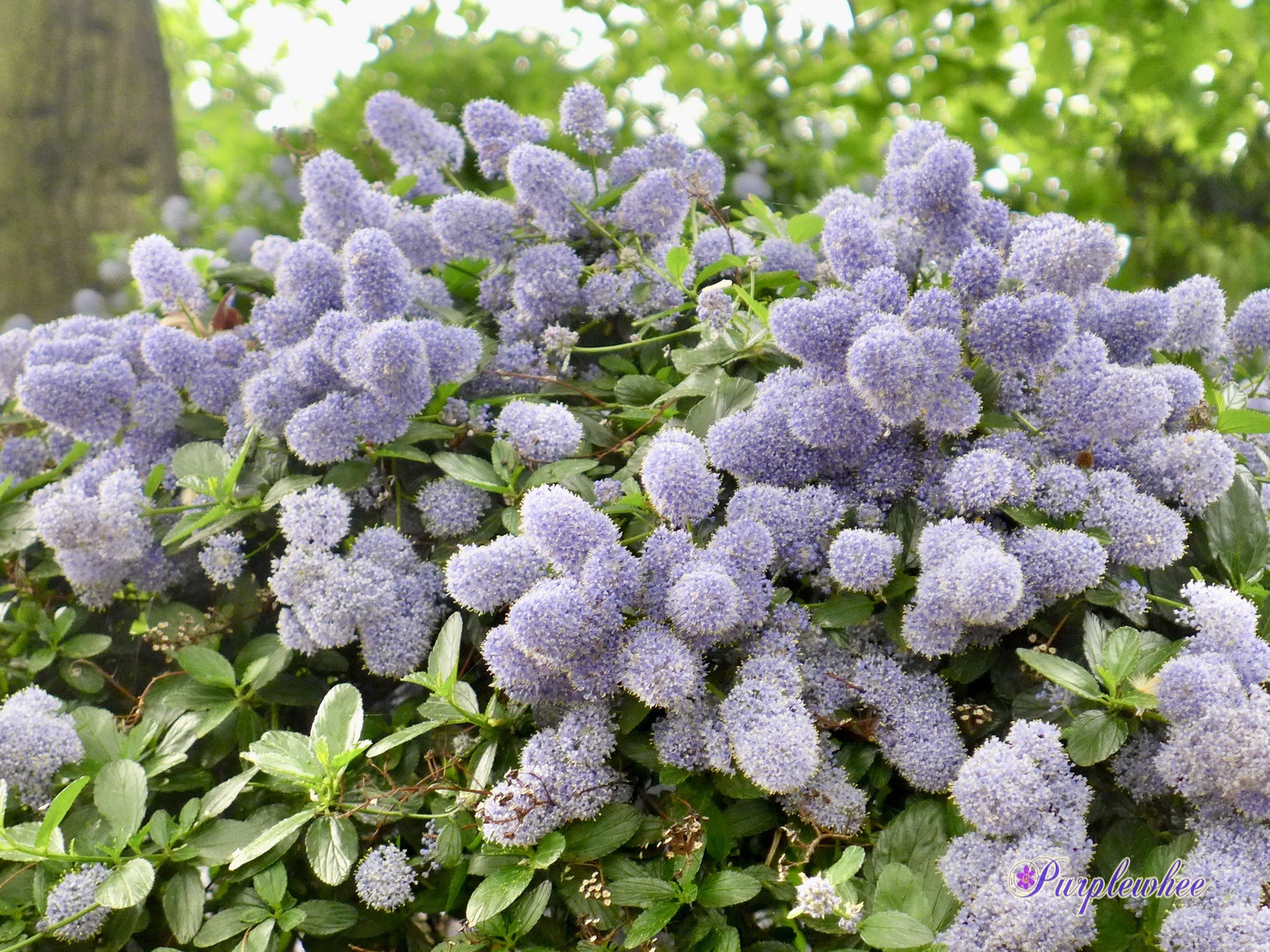 薇薇花园 加州紫丁香