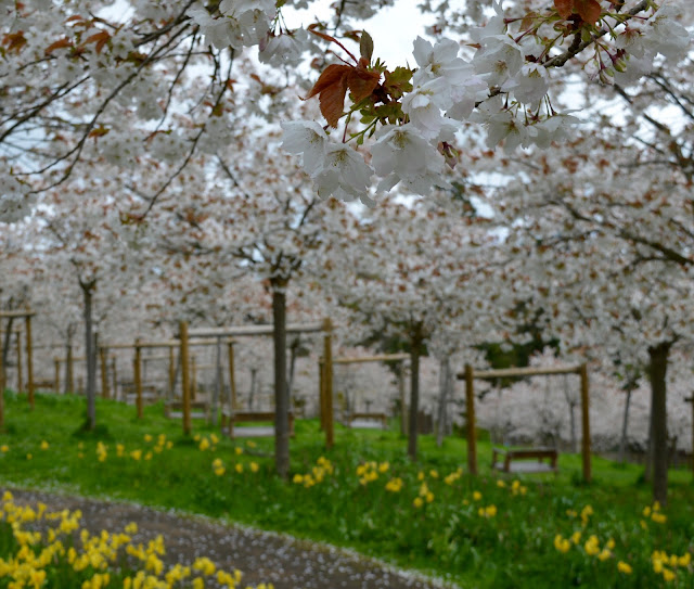 The Cherry Blossom Orchard at The Alnwick Garden