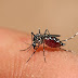 Mais de 50 cidades da Paraíba estão em risco para surto de dengue, zika e chikungunya