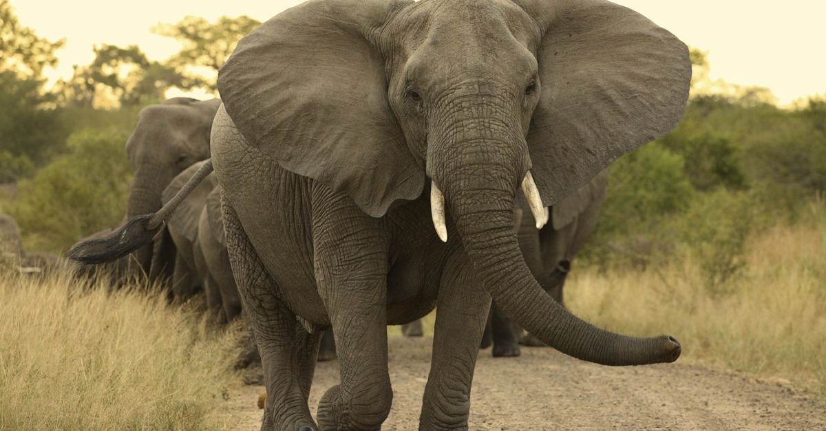  Gambar Gajah  Lengkap