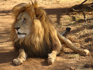 Why African Lions Are the King of the Jungle