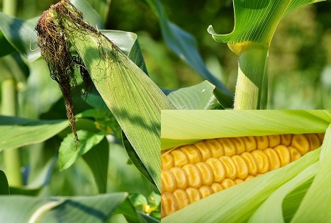 7 Amazing Health Benefits Of The Corn Maize