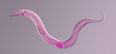 An image from a microscope of a nematode that's been colored pink for contrast.
