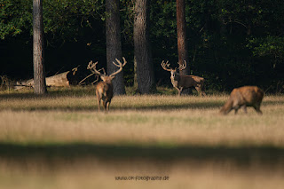 Naturfotografie Hirschbrunft Rothirsch Olaf Kerber