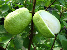 Mewarnai Buah Jambu