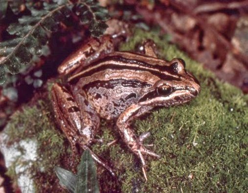 Limnodynastes peronii