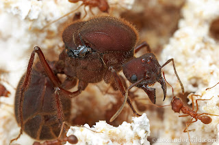 Foto ratu semut rangrang
