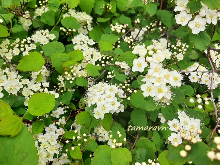 Смотрите также тему:  Спирея уссурийская / Таволга уссурийская (Spiraea ussuriensis)