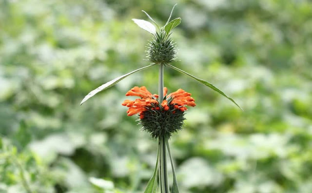 Lions Ear Flowers Pictures