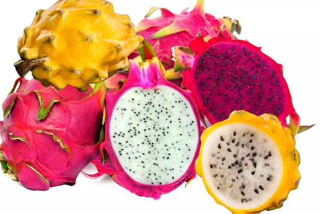 Pitaya Muda Kite Com 2 Variedades Cores Vermelha E Amarela- olimpomudas 🙋