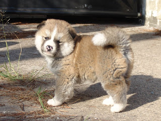 Gambar anak anjing Akita Lucu