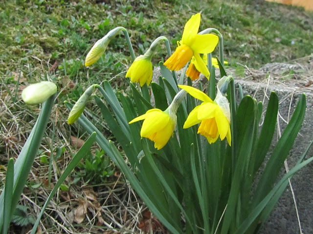 Apertura Fiori Narcisi