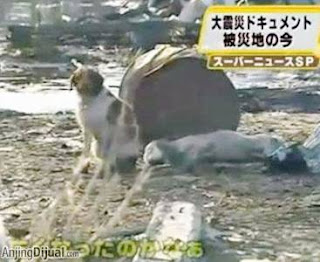 loperartikel.blogspot.com - Kisah Kesetian Anjing yang Menguras Air Mata