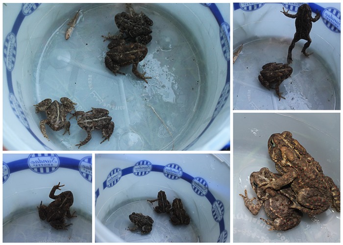 toads
