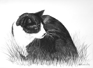 tuxedo cat portrait drawing in charcoal