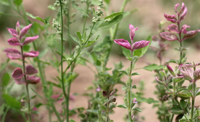 Annual Clary Sage