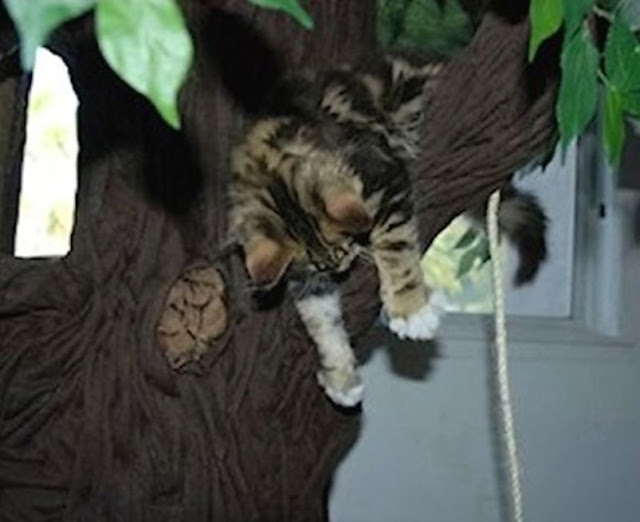 Ultimate Cat Tree