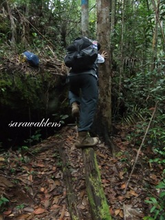 Teluk_Limau_trail_Bako_National_Park_10