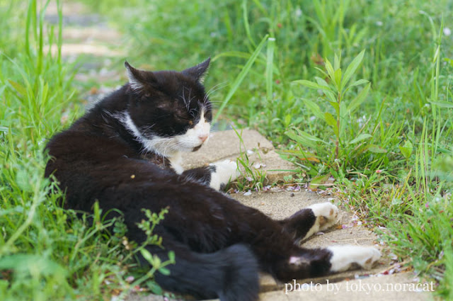 野良猫の写真