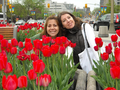 Las chichas y los tulipanes Libertadores Canadienses así llamados por los soldados que liberaron Holanda