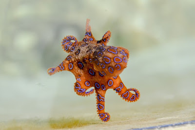 Octopus facts and information