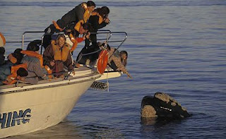 Aldea con Hoteles y Cabañas Alojamiento y Hospedajes Avistaje de Ballenas, foto en la Bahia de Puerto Pirámides