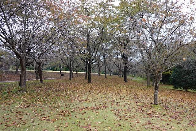鳥取県西伯郡南部町鶴田　とっとり花回廊　桜の広場