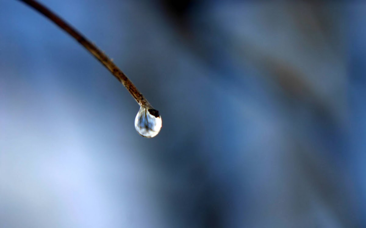 Amazing Water Drops Widescreen Wallpaper