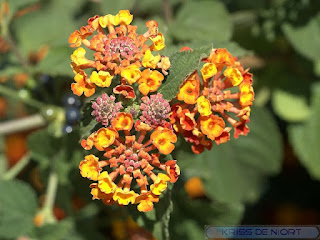 Lantana 'Rougier Chauvière'