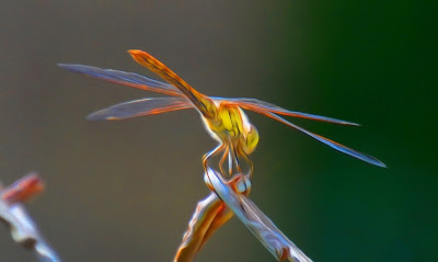 Libelle, Odonata, Libellen, dragonfly, Libélula, libellule, Стрекоза, vaterpas, raspoloženje, либела, Libellenlarven, Libellenarten, libellenbilder, Vesilood, 