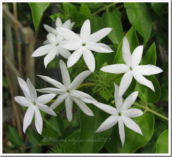 10-25-wooly-jasmine 10-25-wooly-jasmine