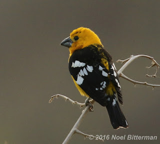 Southern Yellow Grosbeak