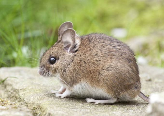 Mice,Rodent,Mouse Removal Service in Queens